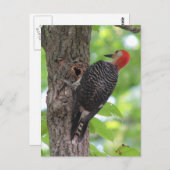 Postkarte mit rotem Bauch (Vorne/Hinten)