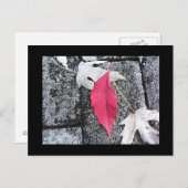 Postkarte mit rotem Leaf (Vorne/Hinten)