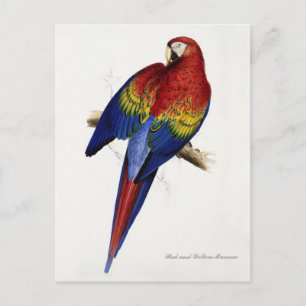 Postkarte mit rotem und gelbem Maccaw
