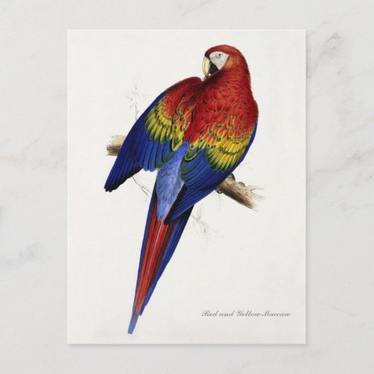 Postkarte mit rotem und gelbem Maccaw (Vorderseite)