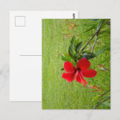 Postkarte mit roter Blume auf dem Umschlag (Vorne/Hinten)