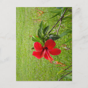 Postkarte mit roter Blume auf dem Umschlag