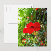 Postkarte mit roter Blumenhülle (Vorne/Hinten)
