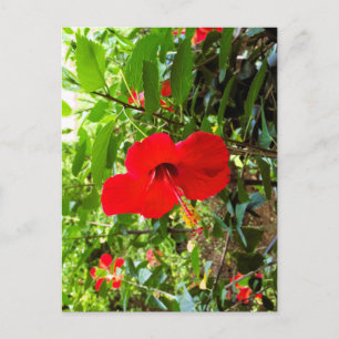 Postkarte mit roter Blumenhülle
