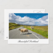 Postkarte mit Schafen in Schottland (Vorne/Hinten)