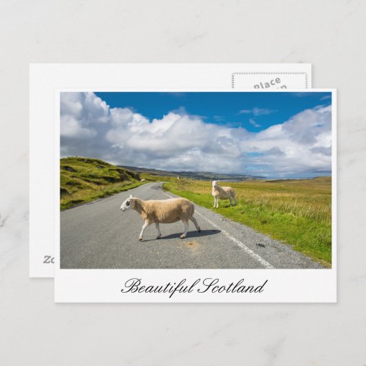Postkarte mit Schafen in Schottland (Vorne/Hinten)