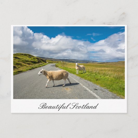 Postkarte mit Schafen in Schottland (Vorderseite)