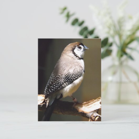 Postkarte mit Schale (Stehend Vorderseite)