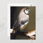 Postkarte mit Schale (Vorne/Hinten)