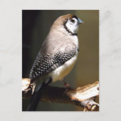 Postkarte mit Schale (Vorderseite)