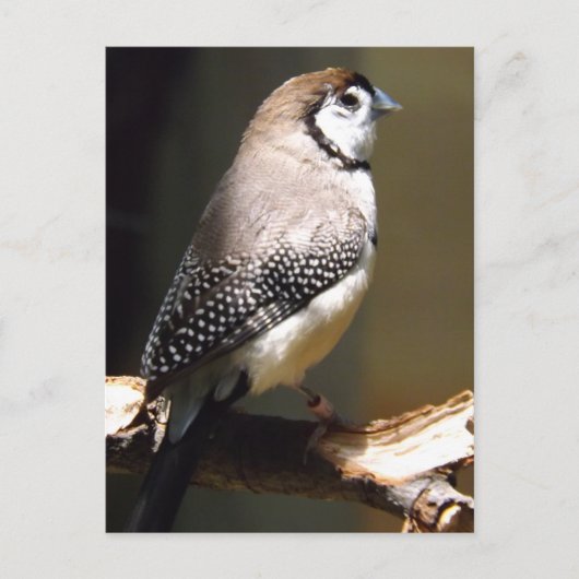 Postkarte mit Schale (Vorderseite)