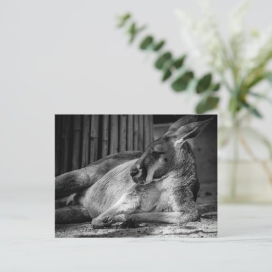 Postkarte mit Schlafen Kangaroo (Stehend Vorderseite)