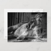 Postkarte mit Schlafen Kangaroo (Vorne/Hinten)