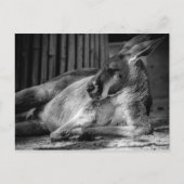 Postkarte mit Schlafen Kangaroo (Vorderseite)