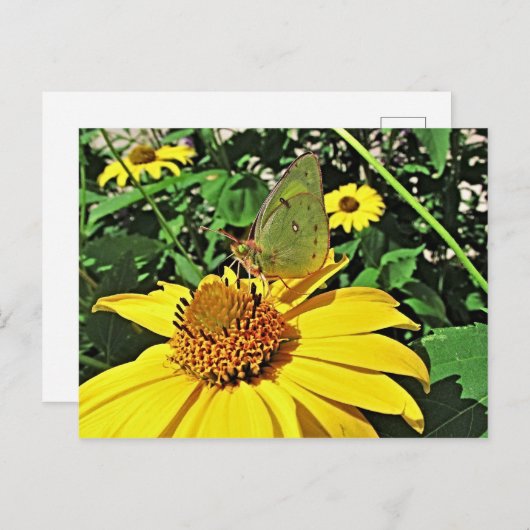 Postkarte mit schönem Sommerbild (Vorne/Hinten)