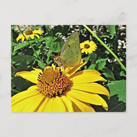 Postkarte mit schönem Sommerbild (Vorderseite)