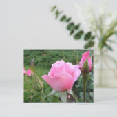 Postkarte mit schönen rosa Rosen (Stehend Vorderseite)