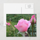 Postkarte mit schönen rosa Rosen (Vorne/Hinten)