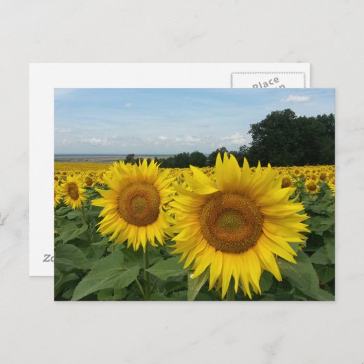Postkarte mit Sonnenblumenfeld (Vorne/Hinten)