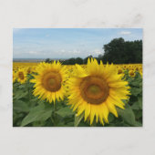 Postkarte mit Sonnenblumenfeld (Vorderseite)