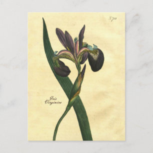 Postkarte mit Vintage-Botanik-Iris-Illustration