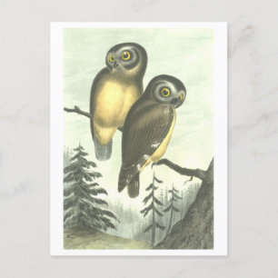 Postkarte mit Vintage-Illustration von Eulen