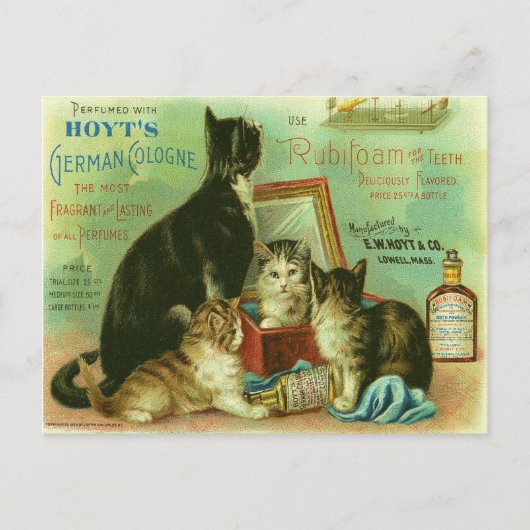 Postkarte mit Vintager Darstellung der Kätzchen (Vorderseite)