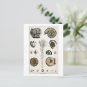 POSTKARTE MIT VINTAGER FOSSILS-CHARTA (Stehend Vorderseite)