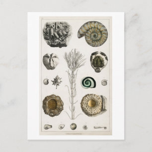POSTKARTE MIT VINTAGER FOSSILS-CHARTA