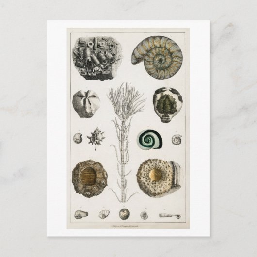POSTKARTE MIT VINTAGER FOSSILS-CHARTA (Vorderseite)