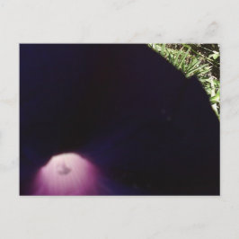 Postkarte mit violetten Blumen