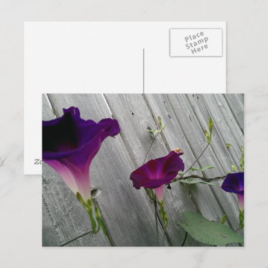 Postkarte mit violetten Blumen (Vorne/Hinten)