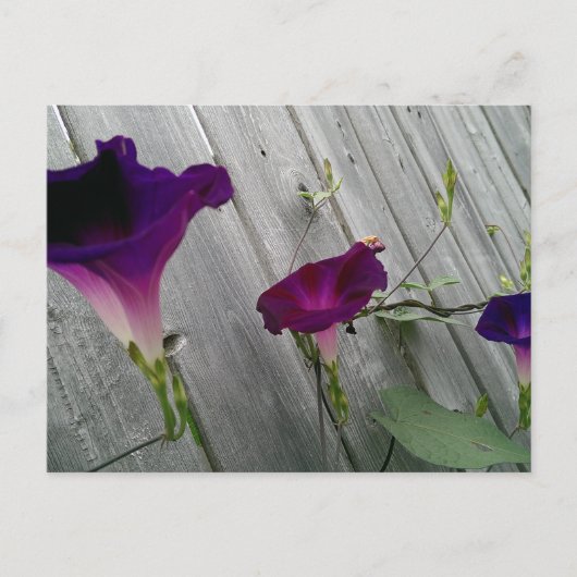 Postkarte mit violetten Blumen (Vorderseite)
