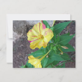 Postkarte mit weißem Umschlag