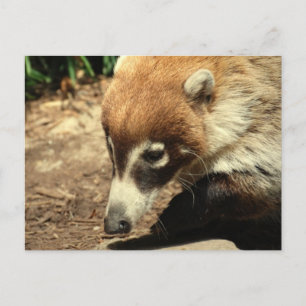 Postkarte mit weißer Nose