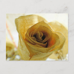 Postkarte mit weißer Rose, getrocknet