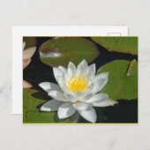 Postkarte mit weißer und gelber Blume (Vorne/Hinten)