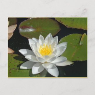 Postkarte mit weißer und gelber Blume