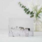 Postkarte mit wilden Pferden im Schnee (Stehend Vorderseite)