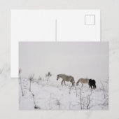 Postkarte mit wilden Pferden im Schnee (Vorne/Hinten)