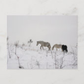 Postkarte mit wilden Pferden im Schnee (Vorderseite)
