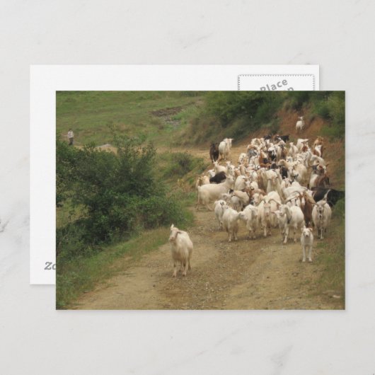 Postkarte mit Ziegen (Vorne/Hinten)