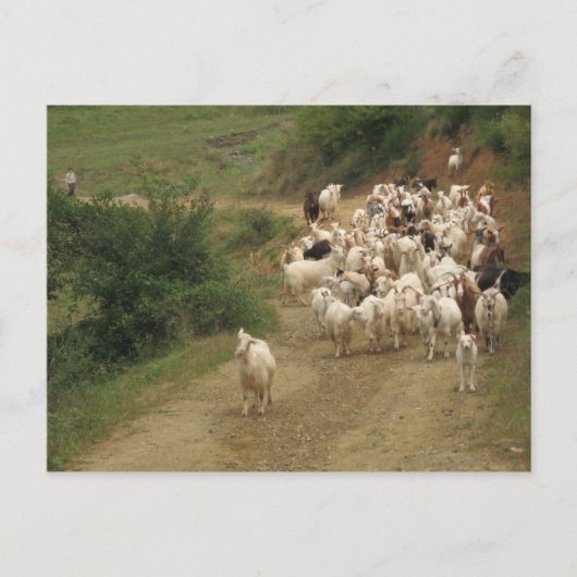 Postkarte mit Ziegen (Vorderseite)
