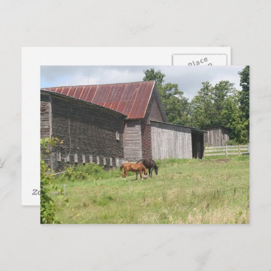 Postkarte mit zwei Pferden und Stall (Vorne/Hinten)