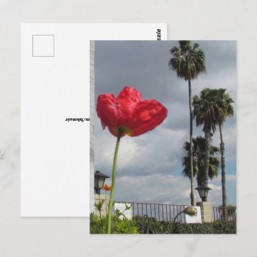 Postkarte - Mohnaspirationen (Vorne/Hinten)