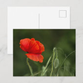 Postkarte - Mohnblume - Einsame Grazie (Vorne/Hinten)