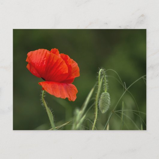 Postkarte - Mohnblume - Einsame Grazie (Vorderseite)