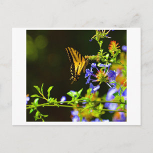 Postkarte Monarch Butterfly