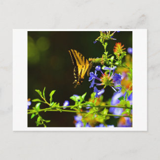 Postkarte Monarch Butterfly
