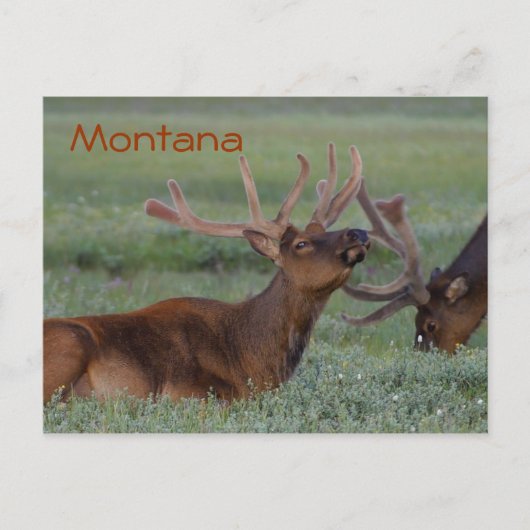 Postkarte Montana elk (Vorderseite)